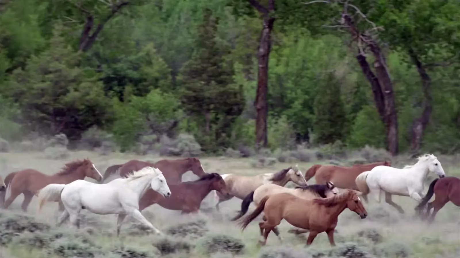 CM Ranch - Photo 3